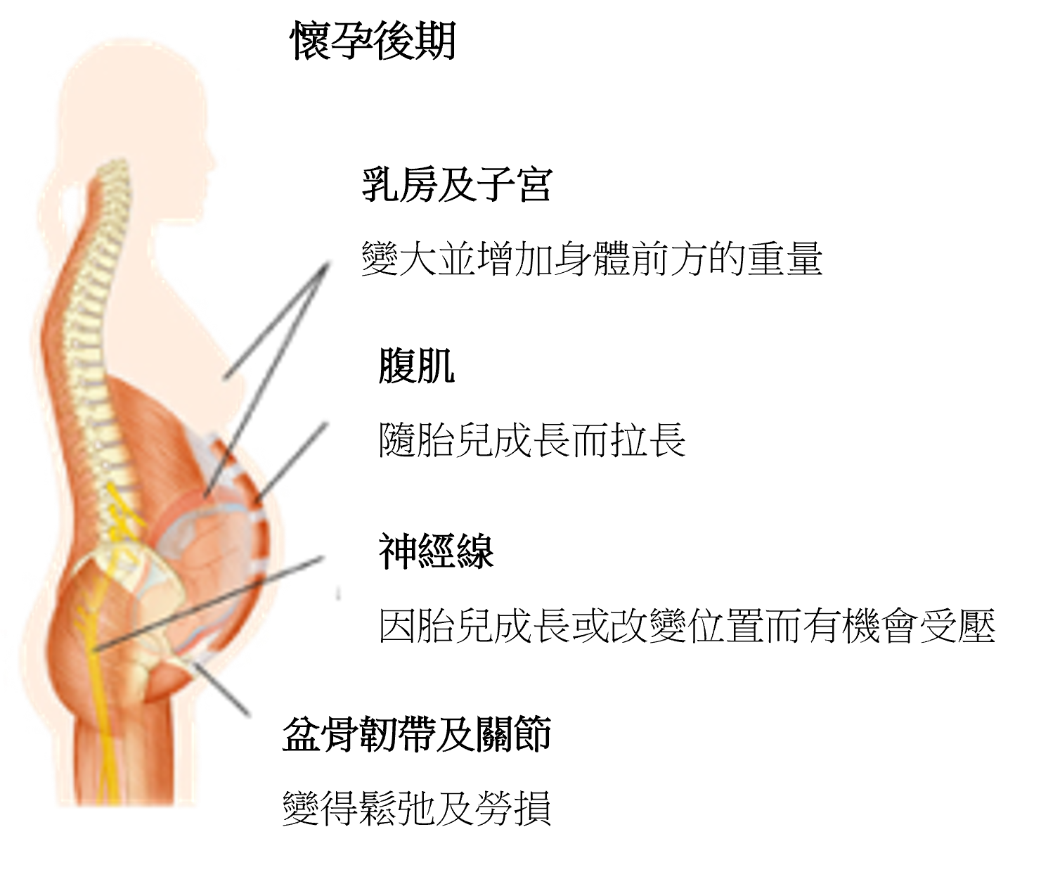 懷孕後期.png